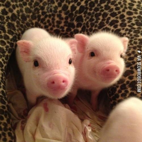 Smiling+piglets%21