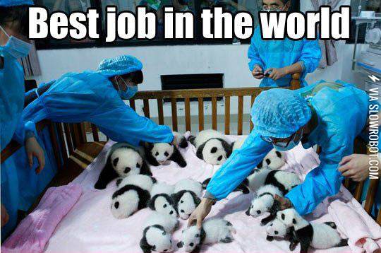 Best+job+in+the+world.