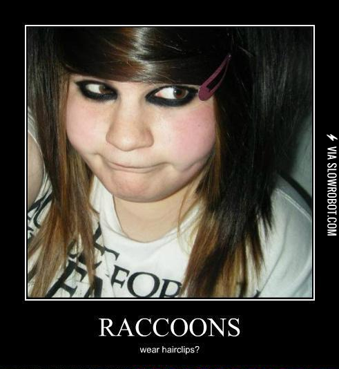 Raccoons+keep+up+with+trends%3F