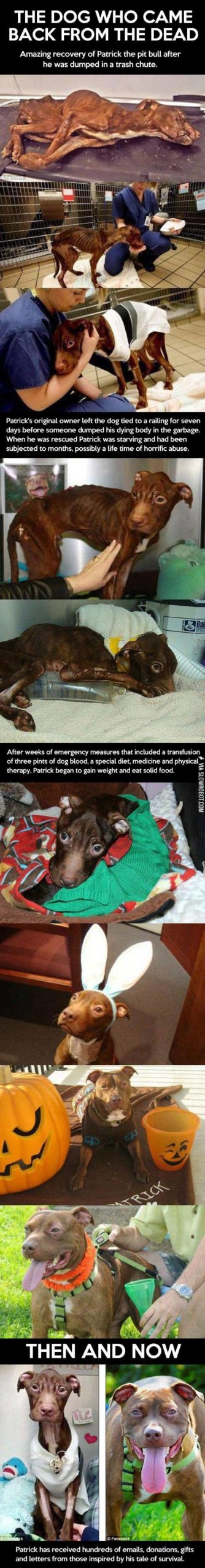 the+dog+who+came+back+from+the+dead