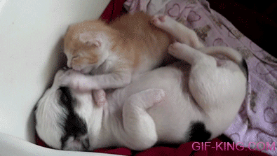 Kitten+and+Puppy+Cuddle