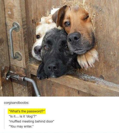 Please+say+the+password