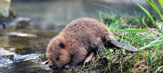 Thirsty+baby+beaver