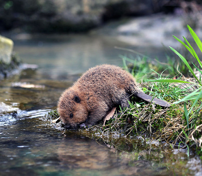 Thirsty+baby+beaver