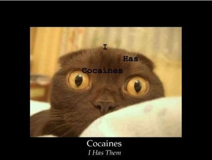 I+has+cocaines