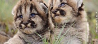 Baby+mountain+lions