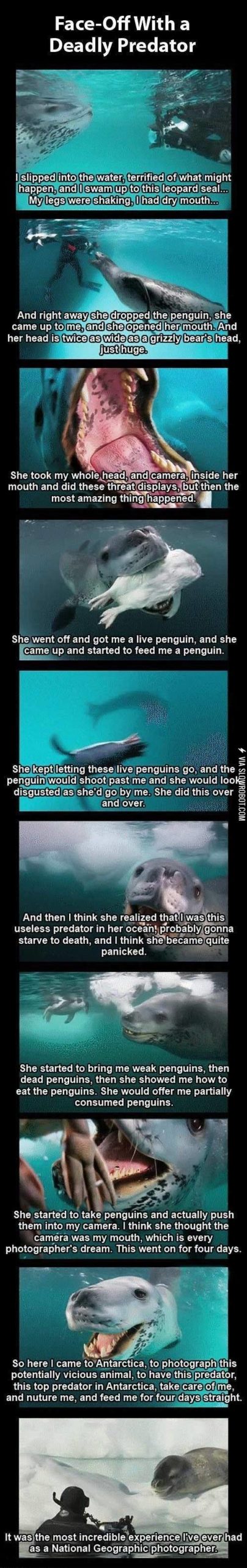 face-off+with+a+deadly+predator