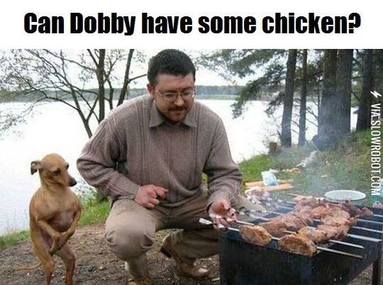 can+dobby+have+some+chicken%3F
