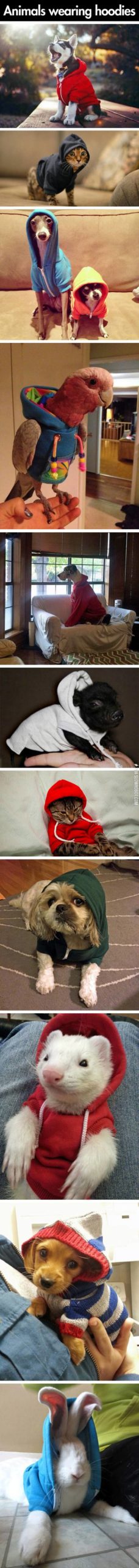 Animals+wearing+hoodies.
