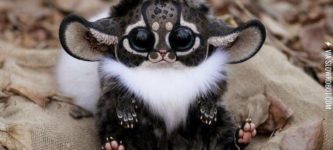 Very+cute+Inari+Fox.+Look+at+those+paws%21