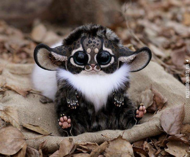 Very+cute+Inari+Fox.+Look+at+those+paws%21