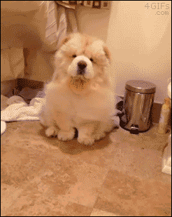 Blow+drying+a+Chow+Chow.