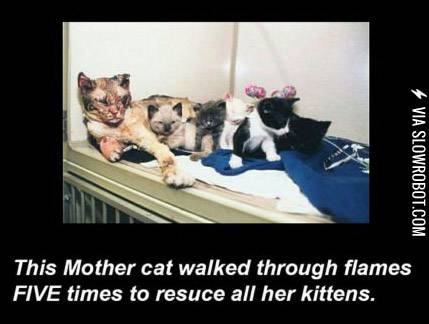 Why+cats+are+the+best.