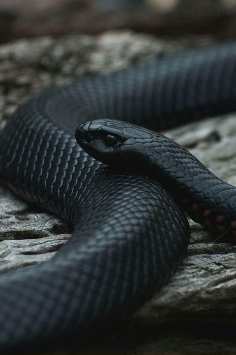 Just+a+beautiful+snake
