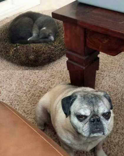 %26quot%3BThe+cat+stole+my+bed%26quot%3B