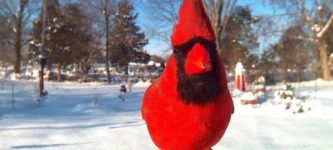 A+northern+cardinal+at+the+feeder%2C+looking+totally+badass.