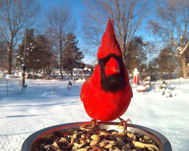 A+northern+cardinal+at+the+feeder%2C+looking+totally+badass.