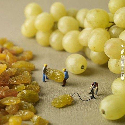 How+grapes+are+made.