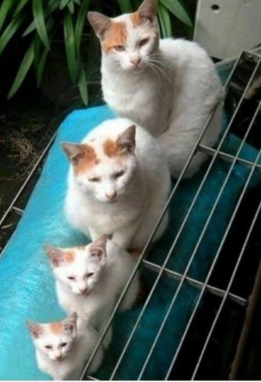 Cat+family