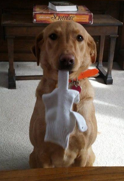 I+took+away+my+dog%26%238217%3Bs+bone+and+she+came+back+to+me+with+this