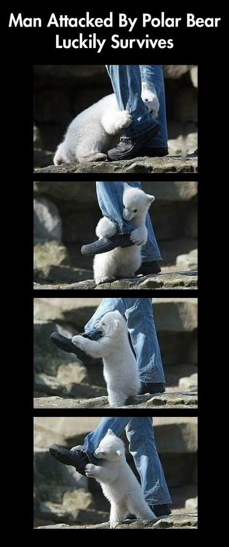 Man+Attacked+By+Polar+Bear