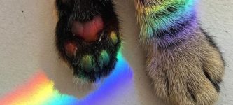 Rainbow+paws