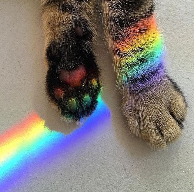 Rainbow+paws