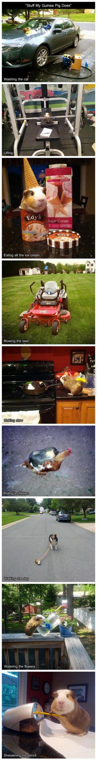 What+my+guinea+pig+has+been+up+to%26%238230%3B