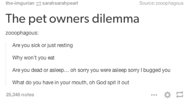 The+pet+owners+dilemma