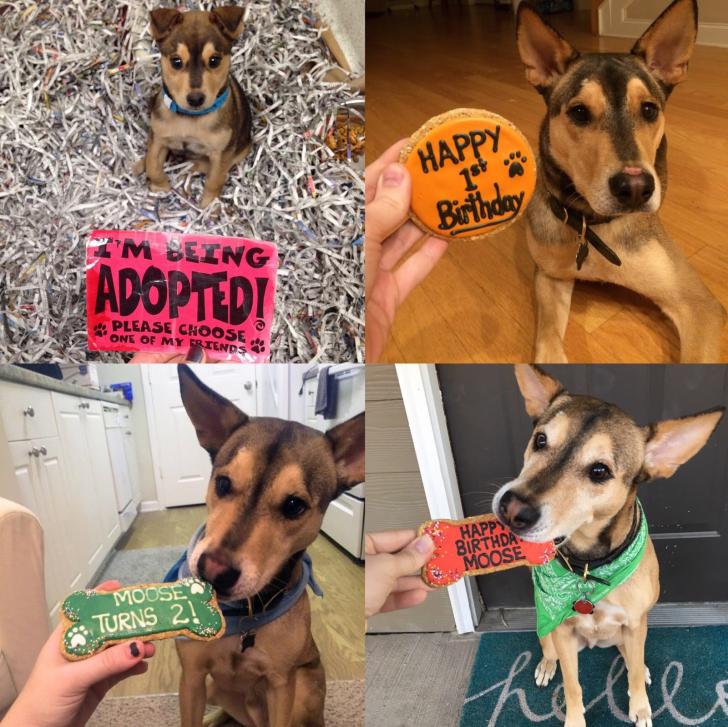 Moose+just+turned+3%21