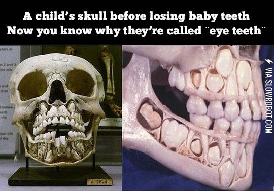 A+child%26%238217%3Bs+skull+before+losing+baby+teeth%26%238230%3B