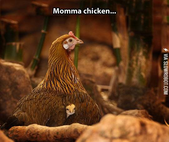 Momma+chicken.