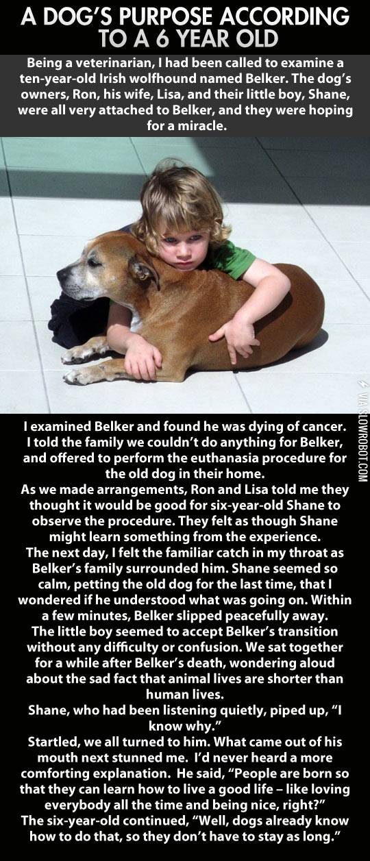 A+dog%26%238217%3Bs+life.