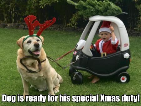 Dog+Is+Ready+For+His+Special+Xmas+Duty