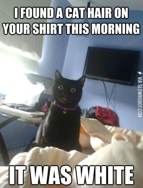 Overly+attached+cat.