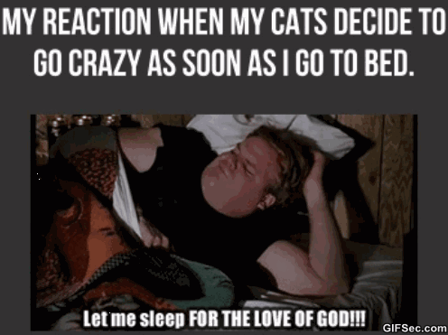 Cats+these+days%26%238230%3B