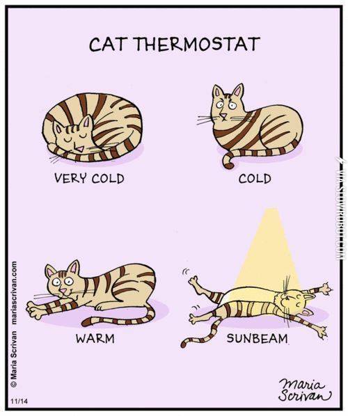 Cat+thermostat.