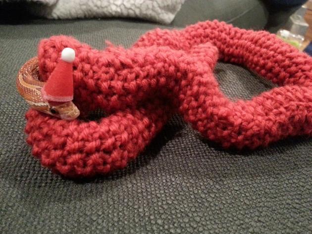 My+mother-in-law+knitted+my+wife%26%238217%3Bs+snake+a+Christmas+sweater.