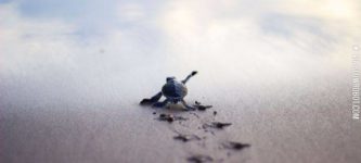 Baby+turtle+running+to+the+safety+of+the+sea+shore