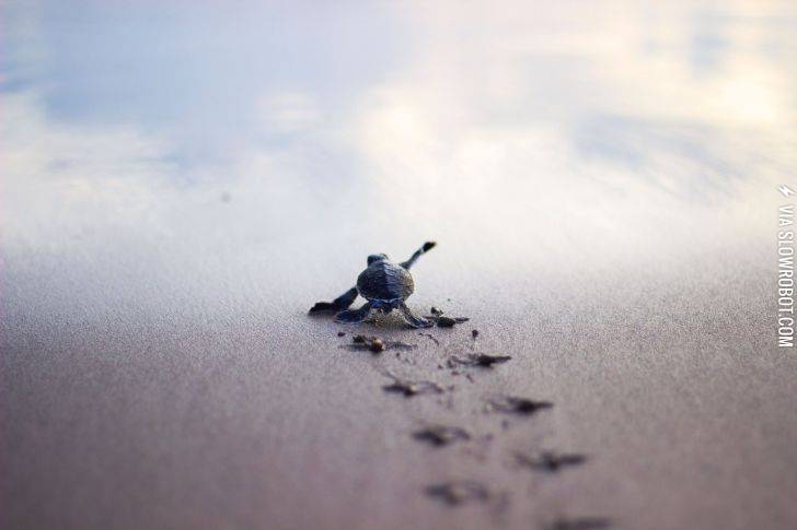 Baby+turtle+running+to+the+safety+of+the+sea+shore