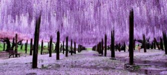 Wisteria+trees+in+Japan