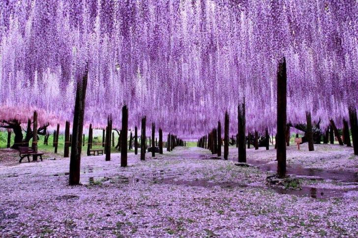Wisteria+trees+in+Japan