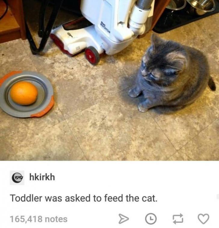 When+your+cat+is+not+pleased+with+the+daily+offering.