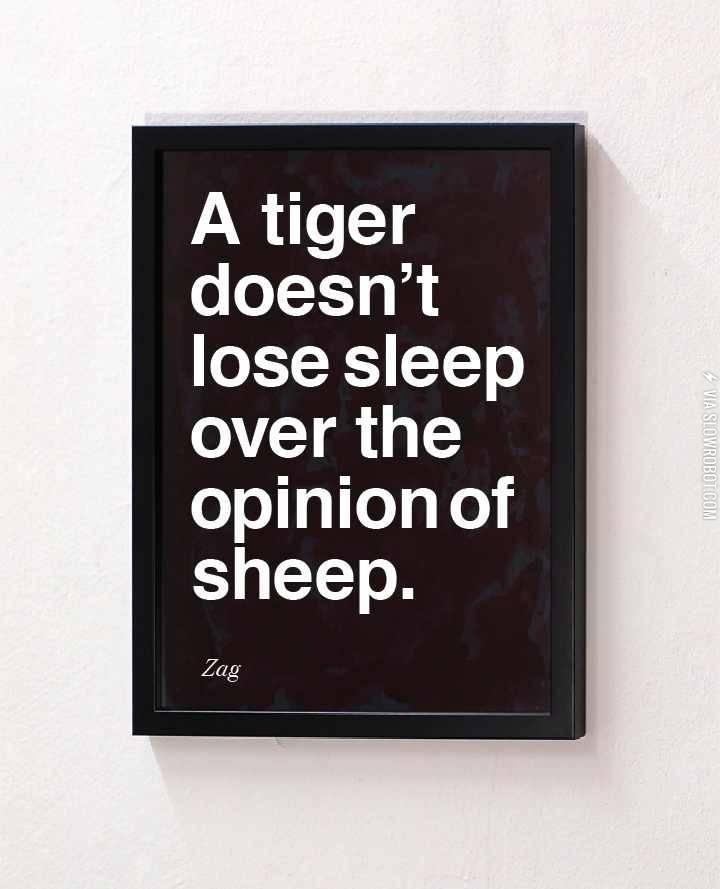 A+tiger+doesn%26%238217%3Bt+lose+sleep+over+the+opinion+of+sheep.