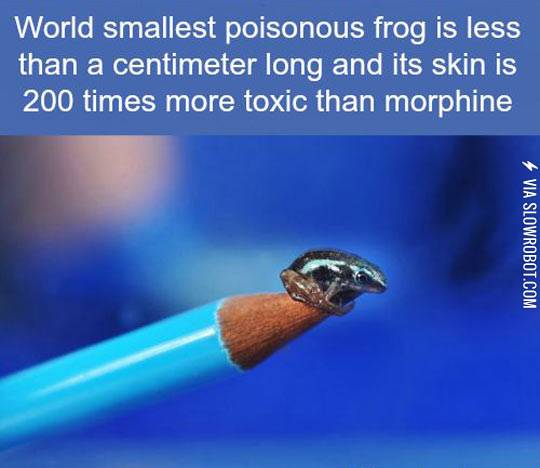World%26%238217%3Bs+smallest+poisonous+frog