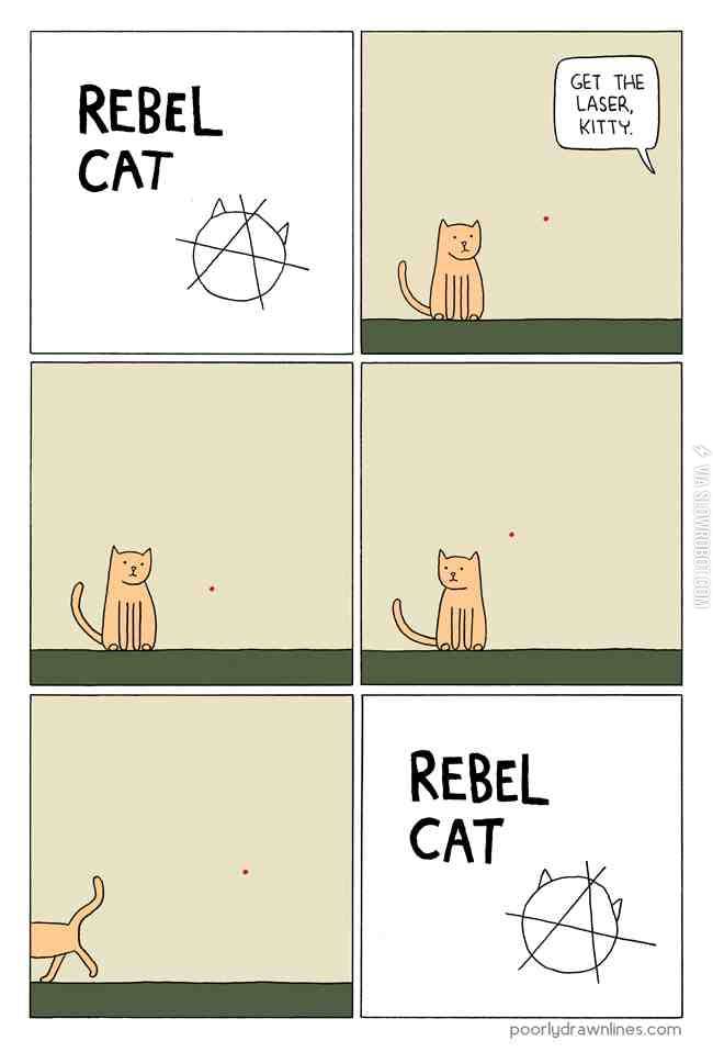 Rebel+Cat