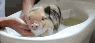Piggy+bath