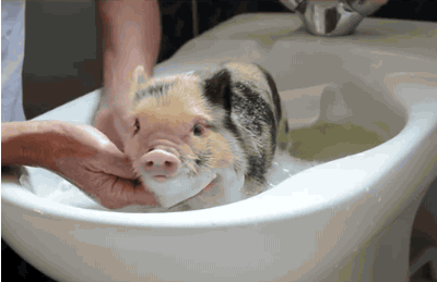 Piggy+bath