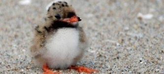 A+baby+puffin+is+called+a+puffling