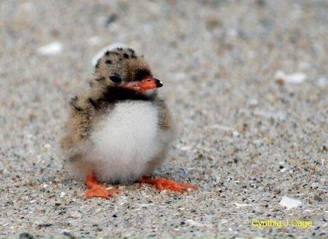 A+baby+puffin+is+called+a+puffling